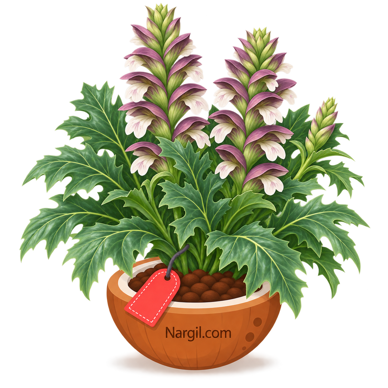 Nargil_Acanthus Mollis